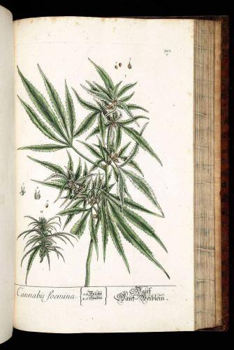 Cannabis-Sativa-LeRiff.ch-cbd-weed-marijuana-19